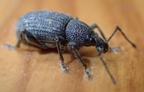 Otiorhynchus sulcatus